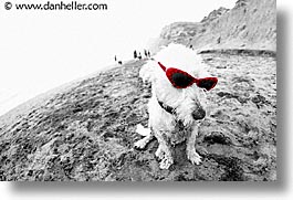 animals, beach dogs, canine, color composite, color/bw composite, dogs, glasses, horizontal, photograph