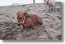 animals, beach dogs, canine, dogs, glasses, horizontal, photograph