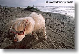 animals, beach dogs, canine, dogs, glasses, horizontal, sammy, photograph
