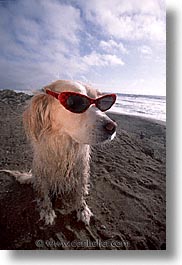animals, beach dogs, canine, dogs, glasses, sammy, vertical, photograph