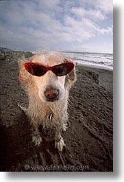 animals, beach dogs, canine, dogs, glasses, red, sammy, vertical, photograph