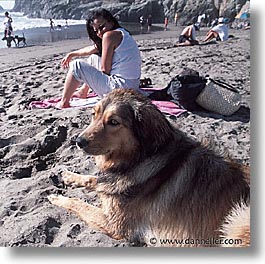 animals, beach dogs, canine, dogs, owners, pals, square format, photograph