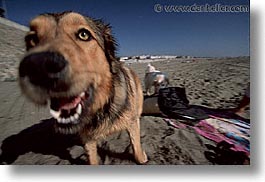 animals, beach dogs, canine, dogs, horizontal, pals, portraits, photograph