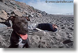 animals, beach dogs, canine, dogs, horizontal, portraits, photograph