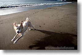 animals, beach dogs, canine, dogs, horizontal, running, photograph