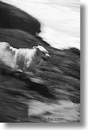 animals, beach dogs, black and white, canine, dogs, running, vertical, photograph