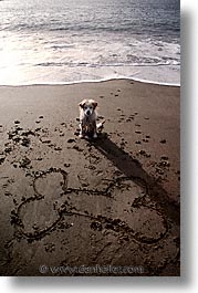 animals, beach dogs, canine, dogs, sammy, vertical, photograph