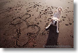 animals, beach dogs, canine, dogs, horizontal, sammy, photograph