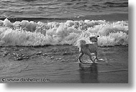animals, beach dogs, black and white, canine, dogs, horizontal, sammy, photograph