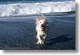 animals, beach dogs, canine, dogs, horizontal, sammy, waves, photograph