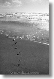 animals, beach dogs, canine, dogs, paws, prints, vertical, photograph