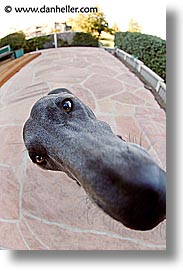 animals, big, canine, dogs, fisheye lens, nose, nox, vertical, photograph
