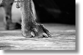 animals, canine, dogs, horizontal, nox, paws, photograph