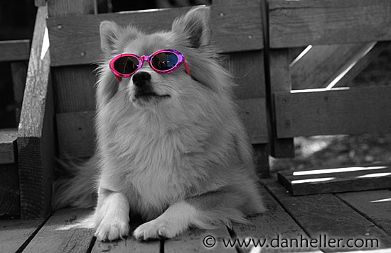 http://www.danheller.com/images/Topics/Pooches/bw-color/pink-glasses-big.jpg