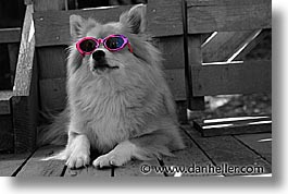 animals, black and white, canine, colors, dogs, glasses, horizontal, pink, photograph