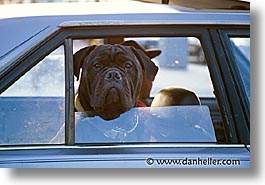 animals, ca, canine, cars, dogs, horizontal, san francisco, windows, photograph