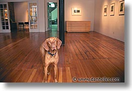 animals, canine, dogs, gallery, horizontal, photograph