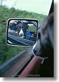animals, canine, dogs, ireland, rearview, terryglass, vertical, photograph