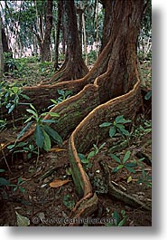 big, forests, palau, roots, tropics, vertical, photograph