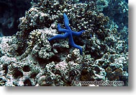 blues, horizontal, palau, starfish, tropics, underwater, photograph
