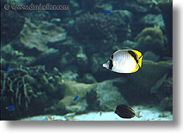 horizontal, palau, tropics, underwater, yellowfish, photograph