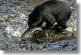 alaska, america, bears, black, black bears, catching, fish, horizontal, north america, rivers, salmon, united states, photograph
