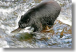 alaska, america, bears, black, black bears, catching, fish, horizontal, north america, rivers, salmon, united states, photograph