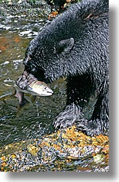 alaska, america, bears, black, black bears, catching, fish, north america, rivers, salmon, united states, vertical, photograph