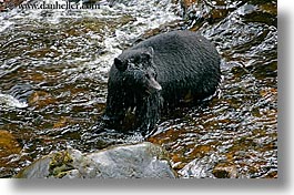 alaska, america, bears, black, black bears, horizontal, north america, rivers, united states, water, photograph