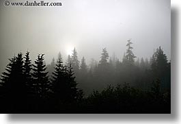 alaska, america, fog, horizontal, north america, trees, united states, photograph