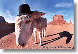 america, arizona, desert southwest, horizontal, monument, monument valley, mules, north america, united states, valley, western usa, photograph