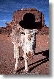 america, arizona, desert southwest, monument, monument valley, mules, north america, united states, valley, vertical, western usa, photograph