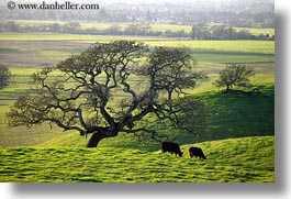 america, california, cows, green, hills, horizontal, north america, scenics, sonoma, united states, west coast, western usa, photograph