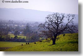 america, california, cows, green, hills, horizontal, north america, scenics, sonoma, united states, west coast, western usa, photograph