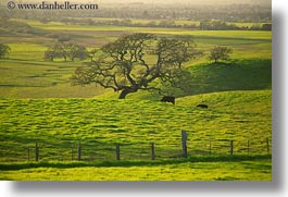 america, california, cows, green, hills, horizontal, north america, scenics, sonoma, united states, west coast, western usa, photograph