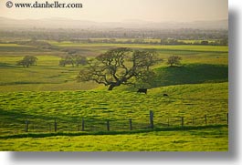 america, california, cows, green, hills, horizontal, north america, scenics, sonoma, united states, west coast, western usa, photograph