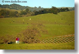 america, california, hikers, horizontal, north america, scenics, sonoma, united states, vineyards, west coast, western usa, photograph