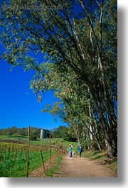 america, california, hiking, north america, paths, scenics, sonoma, united states, vertical, west coast, western usa, photograph