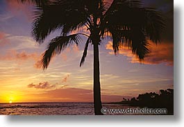america, hawaii, horizontal, north america, palms, sunsets, united states, photograph