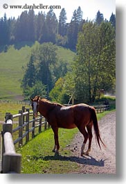 america, animals, fences, horses, idaho, nature, north america, plants, red horse mountain ranch, structures, trees, united states, vertical, photograph
