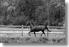 america, animals, black and white, fences, horizontal, horses, idaho, nature, north america, plants, red horse mountain ranch, structures, trees, united states, photograph