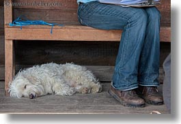 america, animals, dogs, horizontal, idaho, miscellaneous, north america, red horse mountain ranch, united states, photograph