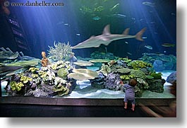 america, aquarium, babies, chicago, fish, horizontal, illinois, north america, sharks, united states, viewing, water, photograph
