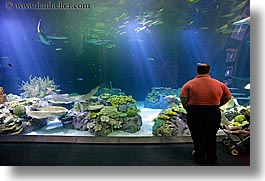 america, aquarium, chicago, fish, horizontal, illinois, men, north america, people, united states, viewing, water, photograph