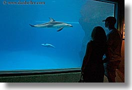 america, aquarium, chicago, couples, fish, horizontal, illinois, north america, people, silhouettes, united states, viewing, water, photograph