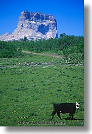 america, chief, chief mountain, cows, glaciers, montana, mountains, national parks, north america, united states, vertical, western united states, western usa, photograph