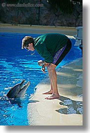 america, animals, casino, dolphins, hotels, las vegas, mirage, nevada, north america, the strip, trainer, united states, vertical, western usa, photograph