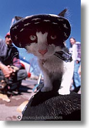 america, cats, desert southwest, indian country, new mexico, north america, patriots, santa fe, southwest, united states, vertical, western usa, photograph
