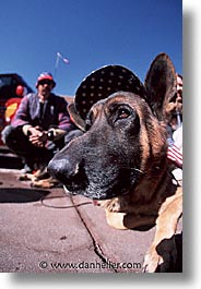 america, desert southwest, dogs, indian country, new mexico, north america, patriots, santa fe, southwest, united states, vertical, western usa, photograph