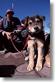 america, desert southwest, hound, indian country, new mexico, north america, puppies, santa fe, southwest, united states, vertical, western usa, photograph